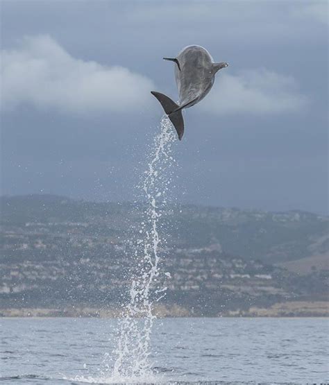 How High Do You Think This Dolphin Jumped This Bottlenose Dolphin