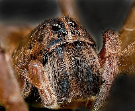 Wolf Spider Free Stock Photo Public Domain Pictures