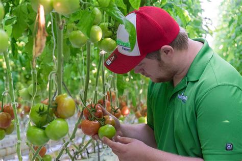 The Development Of A Tomato Naturefresh Farms