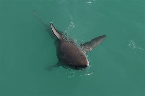 Great White Shark Carcharodon Carcharias Spyhopping Off Gansbaai South