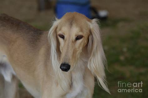 Beautiful Blonde Saluki Dog Photograph By Dejavu Designs