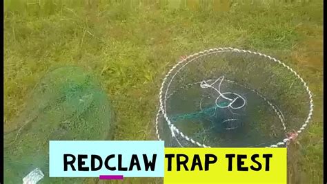 How To Catch Red Claw Traps Qld Comparison Test 1 Somerset Dam Catching