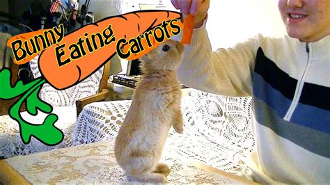 Cute Bunny Eating Carrots Youtube