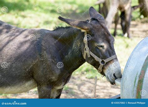 Little Donkey In A Meadow Stock Photo Image Of Mulish 43557082