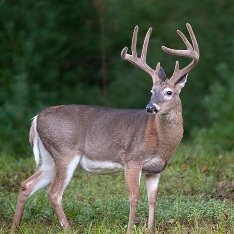 Whitetail Deer Wild Horns Ranch
