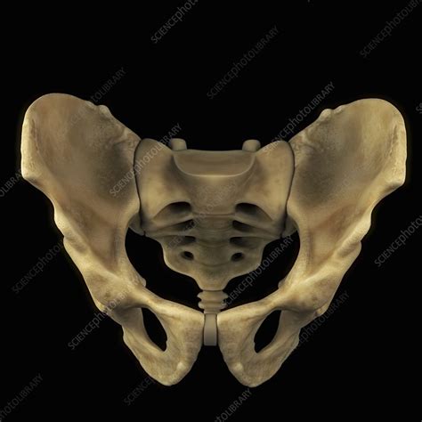 Pelvic Bones Male Artwork Stock Image C0204751 Science Photo