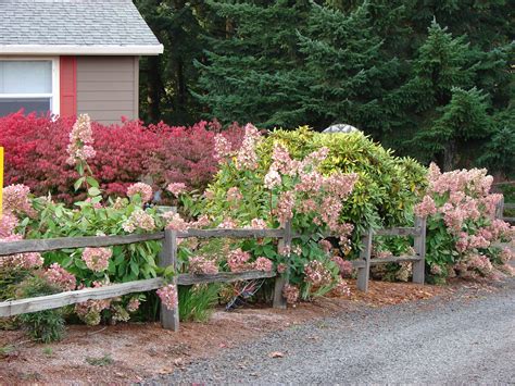 At rustic fence, we always use the. Hydrangea Garden. love the rustic fence! | Split rail fence, Hydrangea landscaping, Hydrangea garden