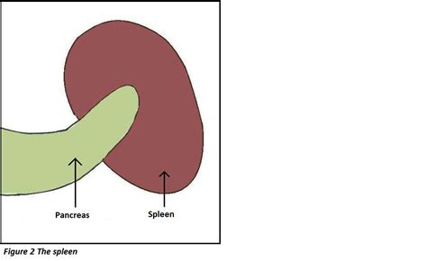 The Spleen Anatomy And Physiology Of The Spleen Zo Werkt Het Lichaam