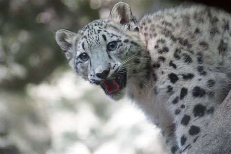 Leos Cub Bronx Zoo Male Snow Leopard Cub Born On 4913 Flickr