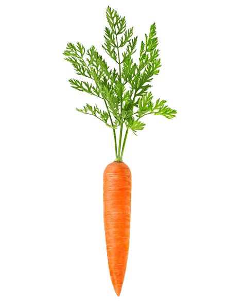 Download Carrot Free Transparent Image Hd Clipart Png Free Freepngclipart