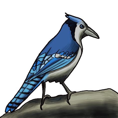 Cartoon Blue Jay