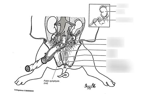 Fetal Pig Reproductive System Diagram Labeled Images And Photos Finder