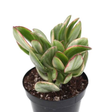 How to care for and grow the braided money tree. Crassula argentea variegata 'Money Tree' - Leaf & Clay