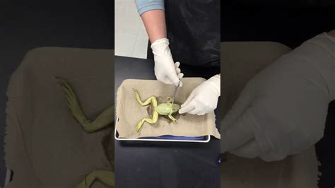 Frog Dissection Youtube