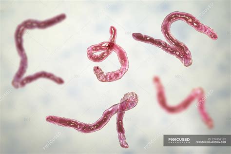 Digital Illustration Of Parasitic Ancylostoma Duodenale Hookworms