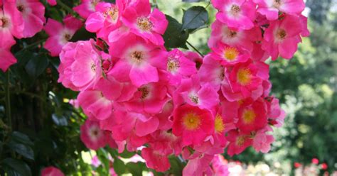 Tipps Für Die Rosenpflege Mein Schöner Garten