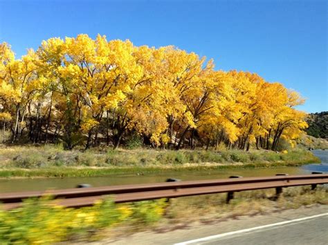 Cottonwood Trees In New Mexico At Their Golden Peak New Mexico
