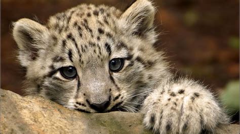Cute Snow Leopard 1920 X 1080 Hdtv 1080p Wallpaper