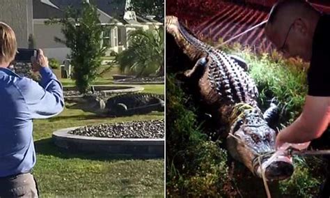 Alligators Cause Chaos In South As Males Look For Sex In Mating Season