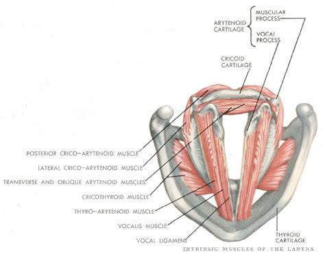 Posterior Cricoarytenoid Muscles Name Intrinsic Muscles Of Larynx