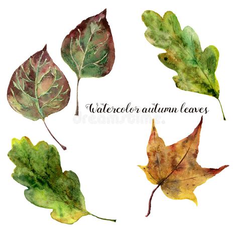 Watercolor Autumn Leaves Set Hand Painted Fall Leaves Isolated On