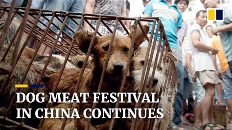 Dog Meat Festival In China Continues Despite Covid 19 Concerns And