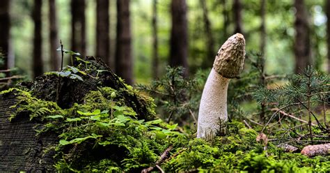 Why Is The Penis Mushroom Shaped Popsugar Love And Sex