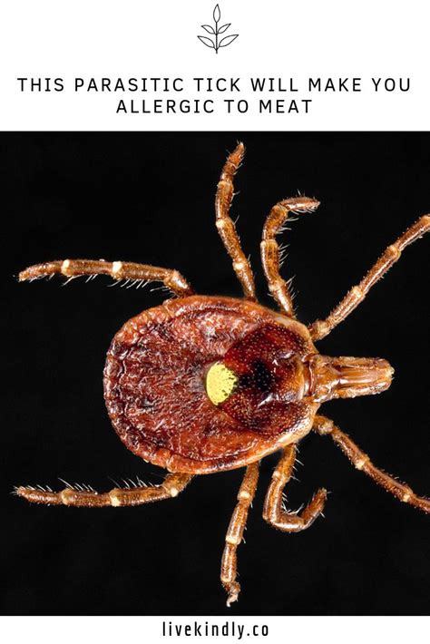 This Parasitic Tick Will Make You Allergic To Meat Animal Agriculture