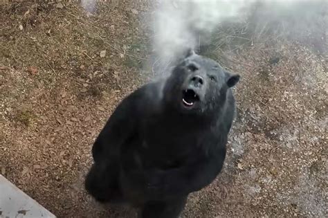 Crítica de Oso vicioso (Cocaine Bear), dedicada la memoria de Ray Liotta