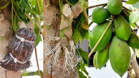 How To Graft Down Super Dwarf Papaya Trees Papaya Air Layering Propagation Dianmedia