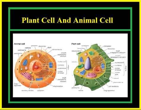 Centrosomes In Plant Cells