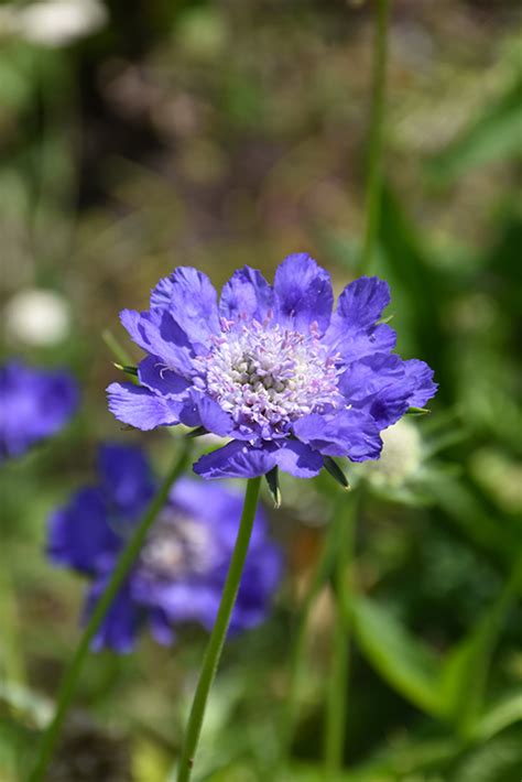 Fama Deep Blue Pincushion Flower Scabiosa Caucasica Fama Deep Blue