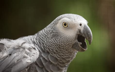 Photos African Grey Parrot Beak Head Animal 3840x2400