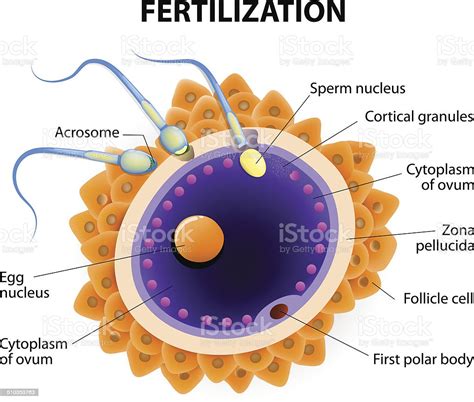 Fertilization Penetration Sperm Cell Of The Egg Stock Vector Art