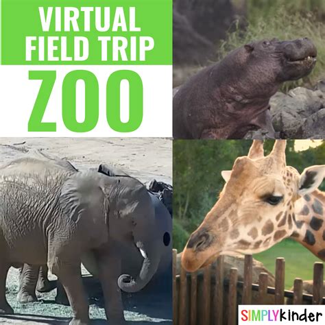 Zoo Virtual Field Trip Simply Kinder
