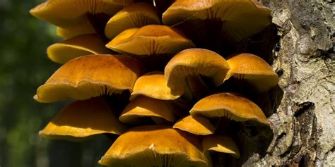 Five Facts about Fungi: The Unsung Heroes | HuffPost