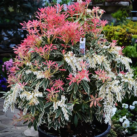 Fire N Ice Pieris For Sale The Tree Center