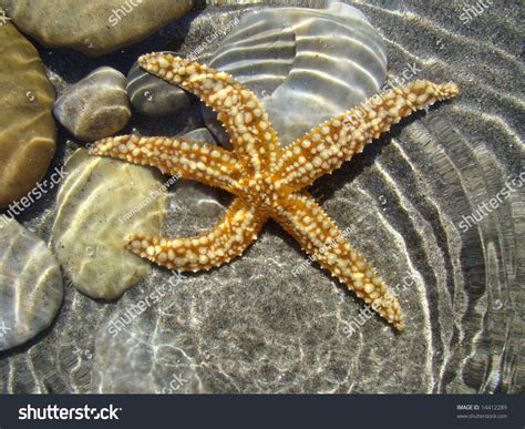 Starfish In Shallow Water Width Light Effect Stock Photo 14412289