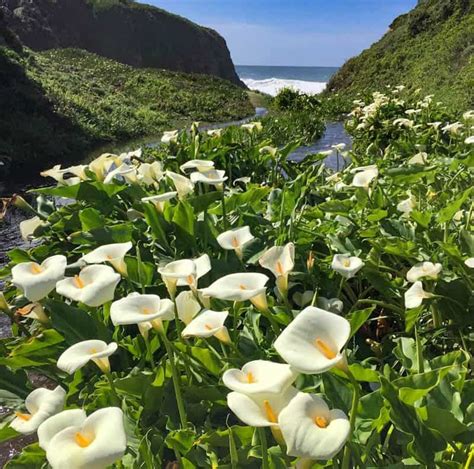 22 Big Sur Attractions You Must Not Miss Map To Find Them