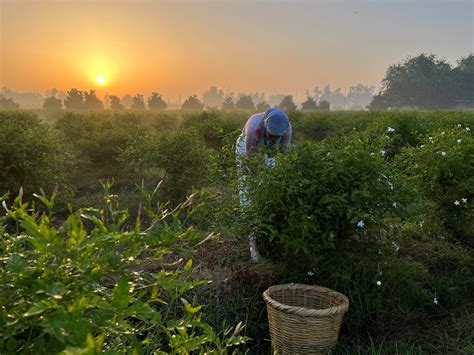 egypt environmentally responsible agricultural practices in jasmine fields givaudan foundation