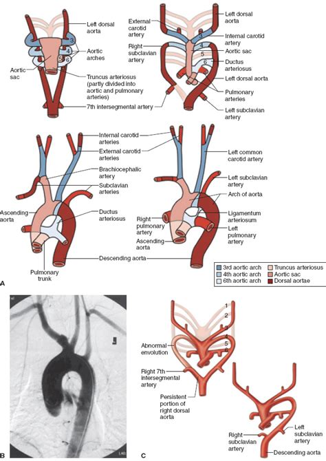 Ascending Aorta Anatomy