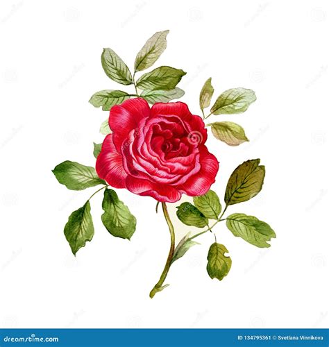 Red Rose Hand Painted Watercolor Stock Illustration Illustration Of