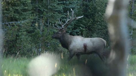 Broadhead Vs Elk Craziest Archery Elk Kill Video Youtube