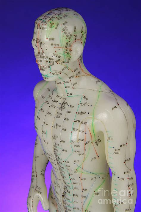 Acupuncture Model Photograph By Photo Researchers Inc