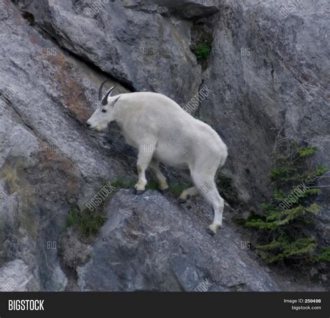 Mountain Goat Climbing Image And Photo Free Trial Bigstock