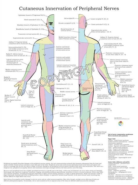 Cutaneous Innervation Of Peripheral Nerves Chiropractic Poster 18 X