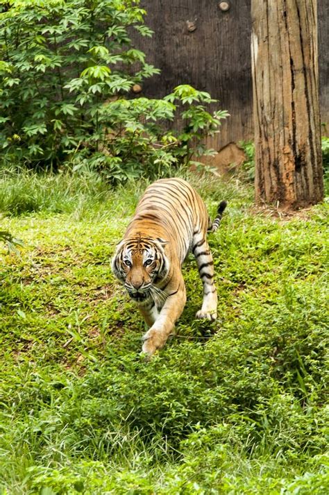 Tigre Furioso Animal Aislado Cazador De Vida Silvestre Foto De Archivo