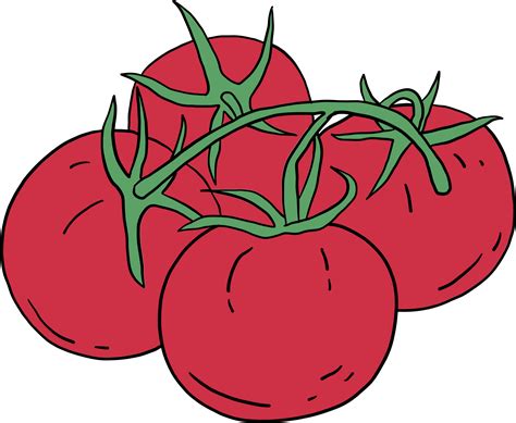 Scarabocchiare A Mano Libera Disegno Di Verdure Di Pomodoro 10996413 Png