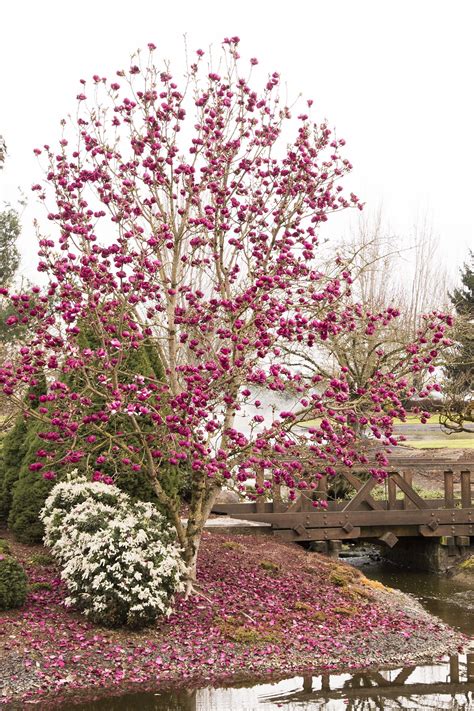 Check spelling or type a new query. Black Tulip™ Magnolia - Monrovia - Black Tulip™ Magnolia ...
