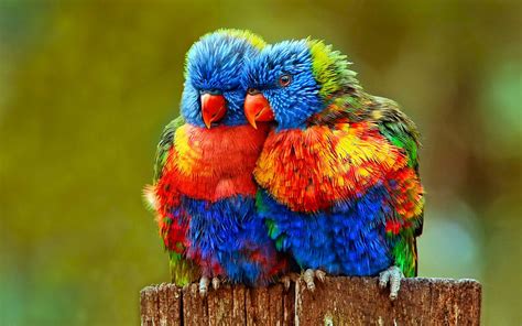 Parrot Talking To Its Friends Most Beautiful Colorful Birds Parrot